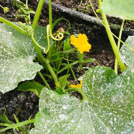 за гости димитрови Penzion 3*