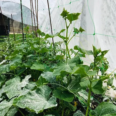 게스트하우스 за гости димитрови