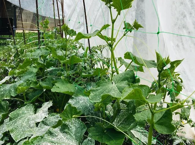 Pensiune за гости димитрови