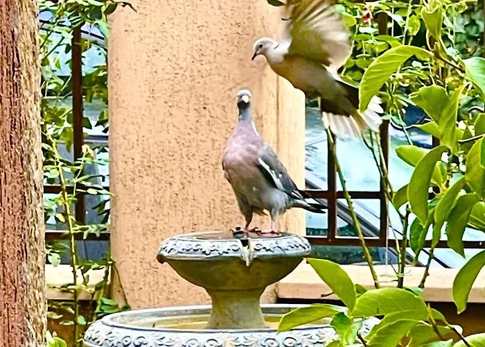 Гостевой дом за гости димитрови Бургас