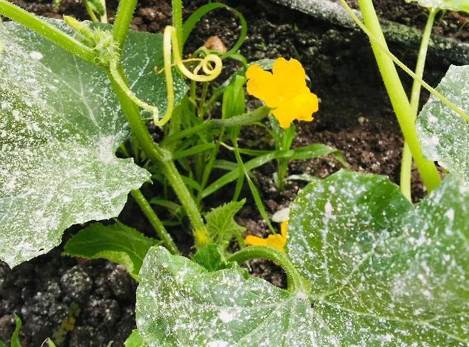 за гости димитрови Vendégház 3*